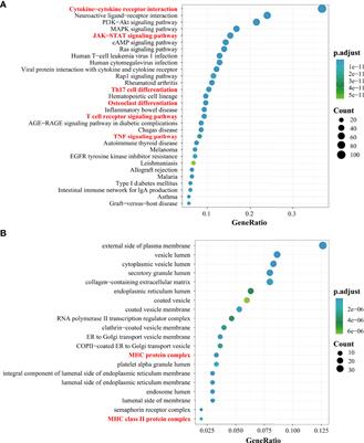 Role of the major histocompatibility complex class II protein presentation pathway in bone immunity imbalance in postmenopausal osteoporosis